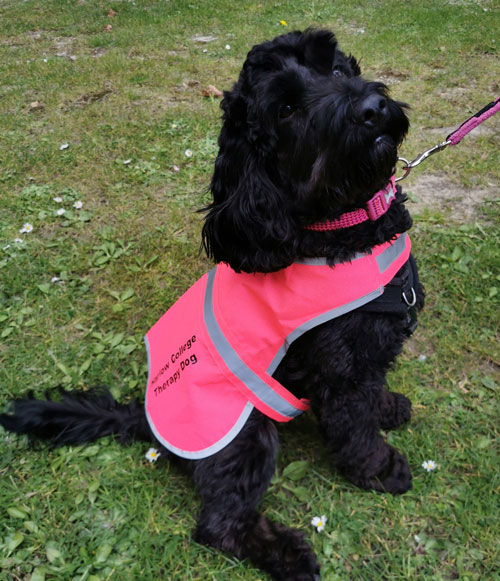 Lula the Therapy Dog